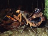A Rain Forest Mantid in a Threat Display