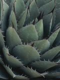 Close View of an Agave Plant