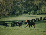 Buy A Horse and its Colt Run Through a Field at AllPosters.com