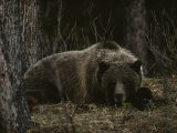 Grizzly Bear (Ursus Arctos Horribilis) Lying Down in the Woods