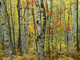 An Autumn View of a Birch Forest in Michigans Upper Peninsula