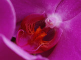 Buy A Close View of the Inside of a Moth Orchid at AllPosters.com