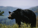 Buy Black Bear at AllPosters.com