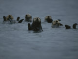 A Group of Sea Otters, Enhydra Lutris, Rest on the Surface of the Sea