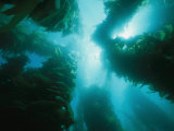 View of Giant Kelp Forest with Surface Sunlight