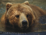 Buy A Close View of a Captive Kodiak Bear Swimming at AllPosters.com