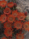 Claret Cup Cactus Flowers (Echinocereus Triglochidiatus)