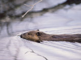 Buy Beaver Swimming in the Sheenjek River at AllPosters.com