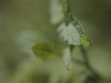 Buy A Close View of a Drop of Water on a Leaf at AllPosters.com
