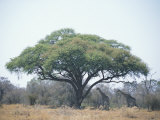 Two Giraffes Stand in the Shade of a Large Acacia Tree
