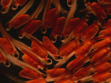 Buy Atlantic Salmon Fish in the Alevin Stage at AllPosters.com