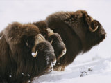 Close View of Three Musk-Oxen Standing in the Snow Photographic Print