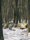 Buy Two Tigers Take a Nap Together at AllPosters.com