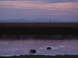 Hippopotamuses Swimming at Twilight