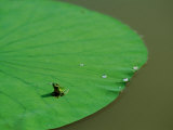 Frog on a Lily Pad