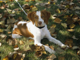 Portrait of a Brittany Spaniel Puppy