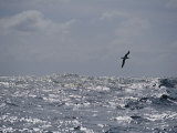 Albatross in Flight over Sunlit Ocean
