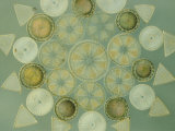 Diatoms