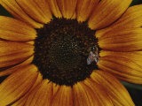 Close View of a Bee on a Sunflower