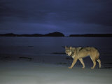 Gray Wolf on Beach at Twilight