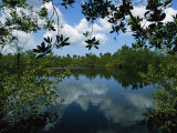 Clouds Reflect on Water Framed by Tree Branches