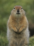 Portrait of an Arctic Ground Squirrel with Dirt on its Nose