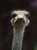 Close View of an Ostrichs Head