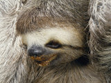 Close Portrait of a Three Toed Sloth