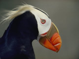 A Tufted Puffin Finds Shelter in the Farallon Islands Refuge