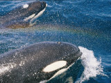 A Pair of Killer Whales Swimming Near the Continental Shelf