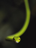 A Rain Forest Whip Snake