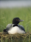 Common Loon and its Day-Old Chick