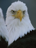 A Portrait of an American Bald Eagle