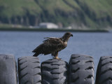 Buy An Immature American Bald Eagle Perched on Worn Tires at AllPosters.com