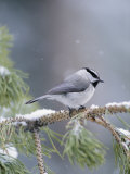 A Mountain Chickadee Weathers a Winter Snowstorm in a Pinetree