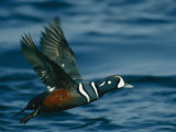 Buy Harlequin Duck in Flight at AllPosters.com