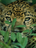 A Jaguar Hides in the Vegetation