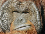 Buy A Portrait of a Captive Male Orangutan at AllPosters.com