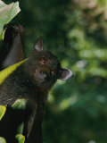 A Captive Juvenile Black Flying Fox Looks Straight at the Camera