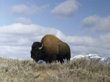 A Magnificent American Bison Bull under a Soft Blue Sky