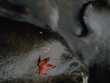 Buy Close View of a River Sliding over Boulders at AllPosters.com