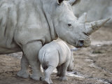 Buy A Large White Rhinoceros and its Young at AllPosters.com