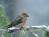 A Red Crossbill Weathers a Snowstorm in a Pinetree