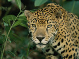 Buy A Jaguar Pauses in the Foliage at AllPosters.com