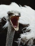 Close View of an Ostrich