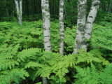 Buy Silvery Birch Bark Gleams from a Bed of Ferns at Twelvemile Beach Campground at AllPosters.com