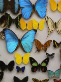 Display of Butterfly Samples at the National Biodiversity Institute