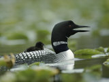 A Loon Chick Rides Piggy-Back on its Parent