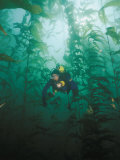 A Diver Exploring a Forest of Giant Kelp