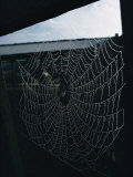 A Bedewed Spider Web in a Dark Shed